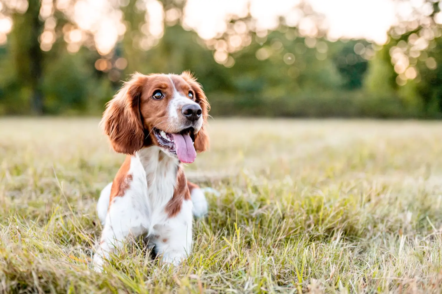 Hundetraining